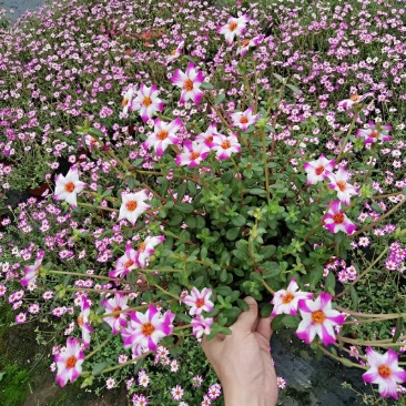 太阳花盆栽四季开花耐热好养阳台庭院观花植物花卉