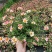 太阳花盆栽四季开花耐热好养阳台庭院观花植物花卉