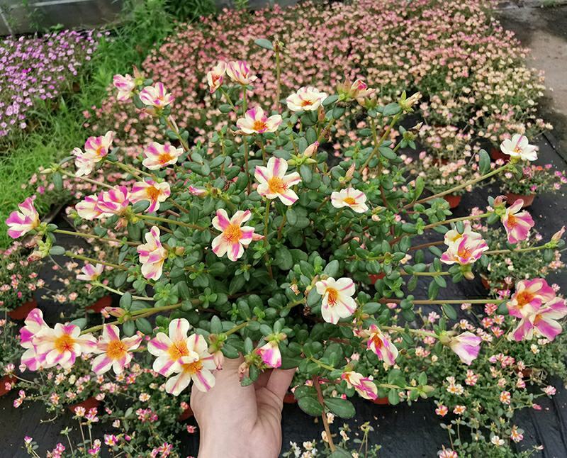 太阳花盆栽四季开花耐热好养阳台庭院观花植物花卉