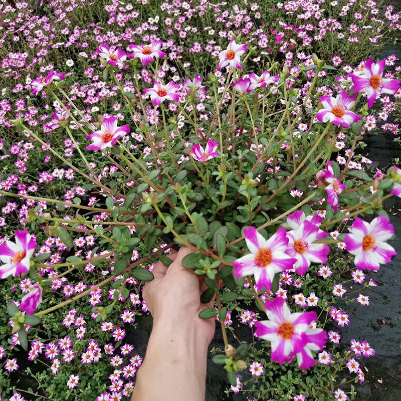 太阳花盆栽四季开花耐热好养阳台庭院观花植物花卉
