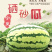 正宗宁夏硒砂瓜，成都大量有货