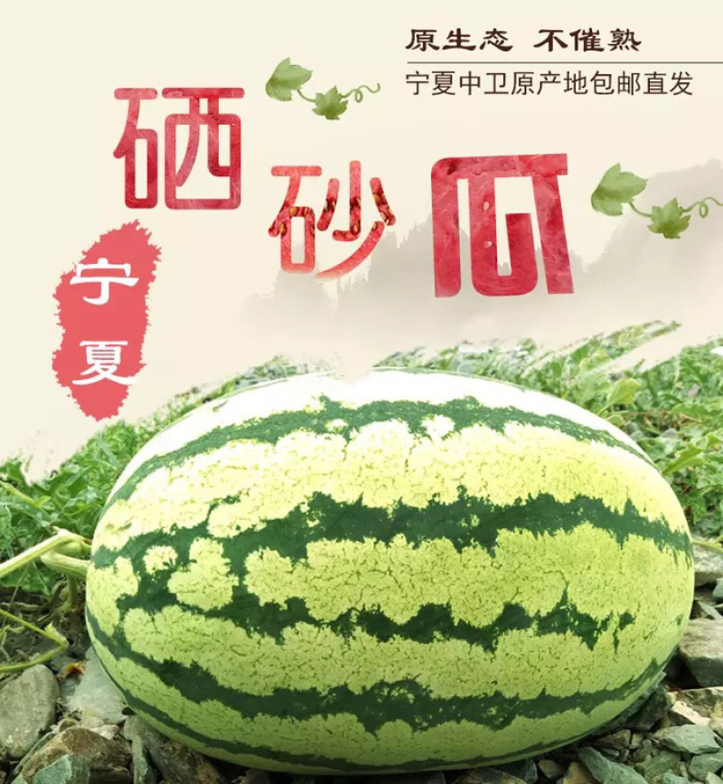 正宗宁夏硒砂瓜，成都大量有货