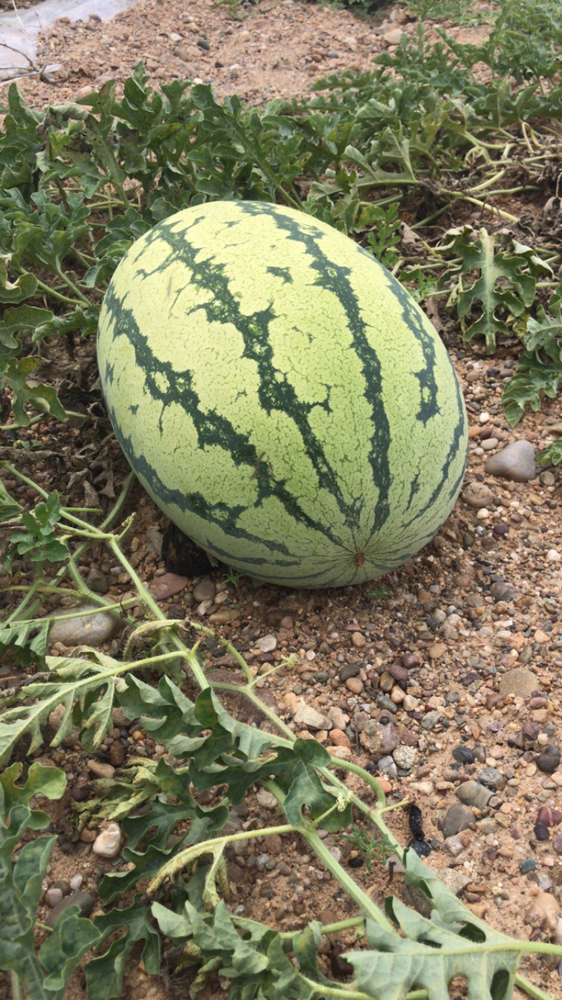 正宗宁夏硒砂瓜，成都大量有货