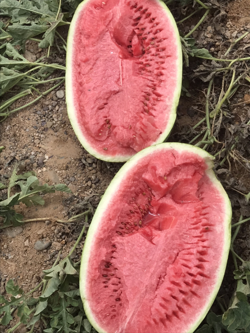 正宗宁夏硒砂瓜，成都大量有货