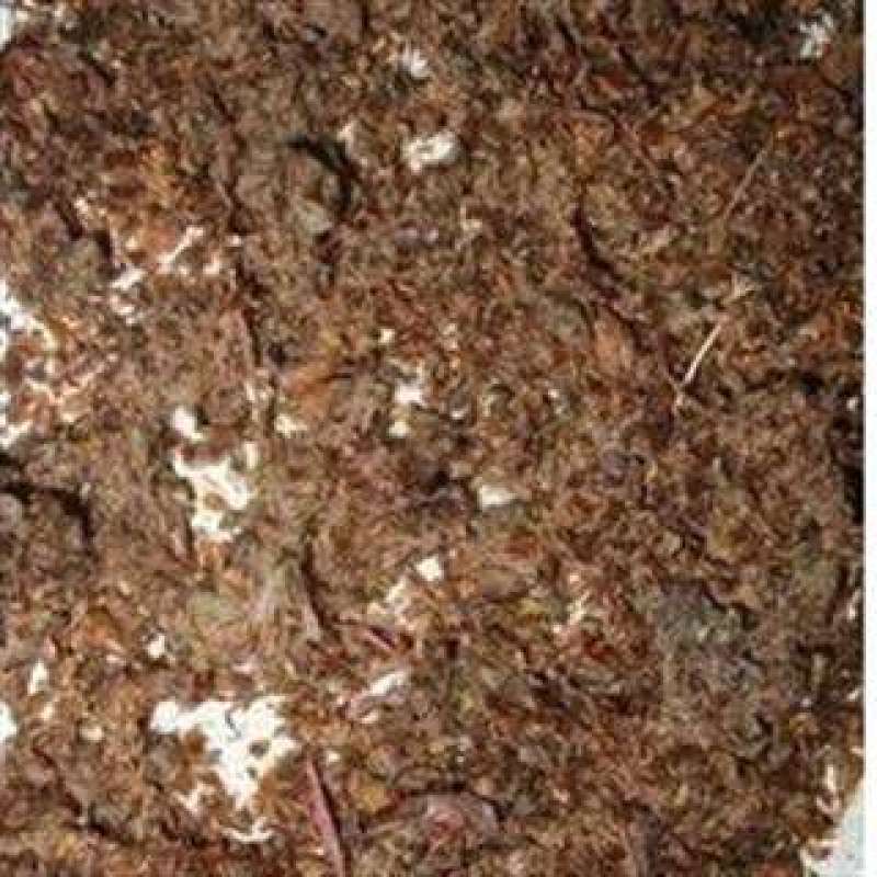 大货杨树花白杨子货好量大要多了有优惠山东直发