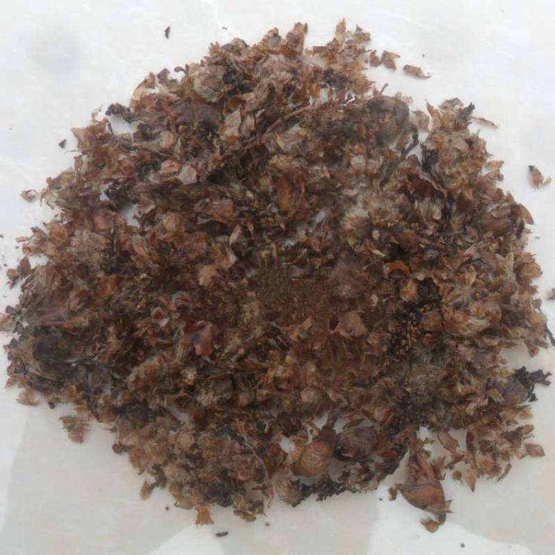 大货杨树花白杨子货好量大要多了有优惠山东直发