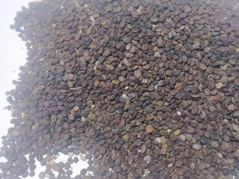 黄芪种籽下树了，绵黄芪种籽，发芽率高，带批发.