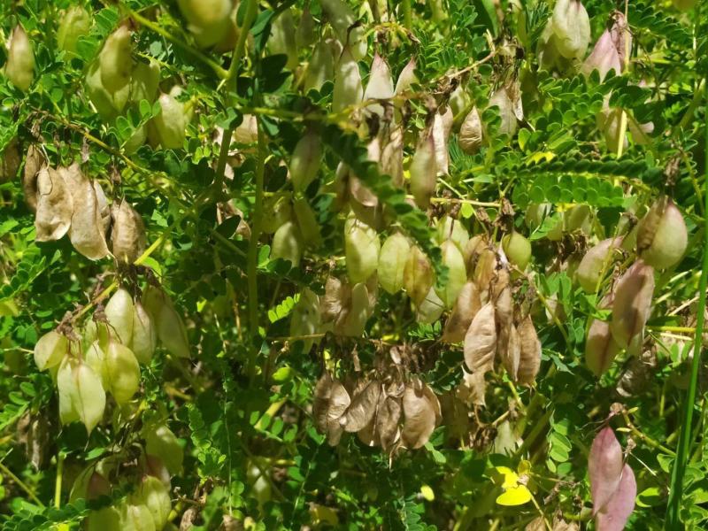 黄芪种籽下树了，绵黄芪种籽，发芽率高，带批发.