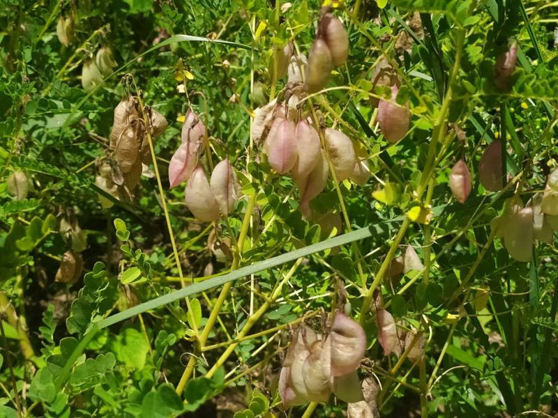 黄芪种籽下树了，绵黄芪种籽，发芽率高，带批发.