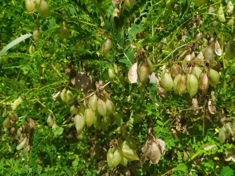 黄芪种籽下树了，绵黄芪种籽，发芽率高，带批发.