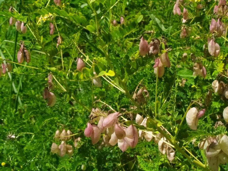黄芪种籽下树了，绵黄芪种籽，发芽率高，带批发.