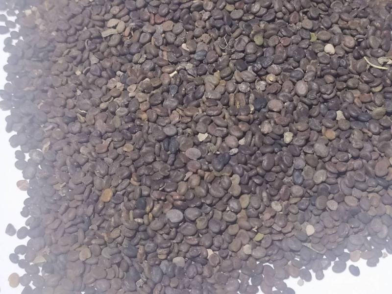黄芪种籽下树了，绵黄芪种籽，发芽率高，带批发.