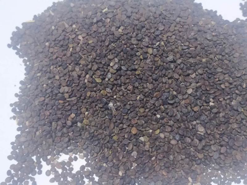 黄芪种籽下树了，绵黄芪种籽，发芽率高，带批发.