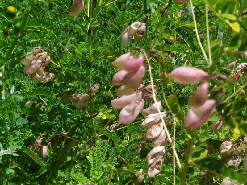 黄芪种籽下树了，绵黄芪种籽，发芽率高，带批发.