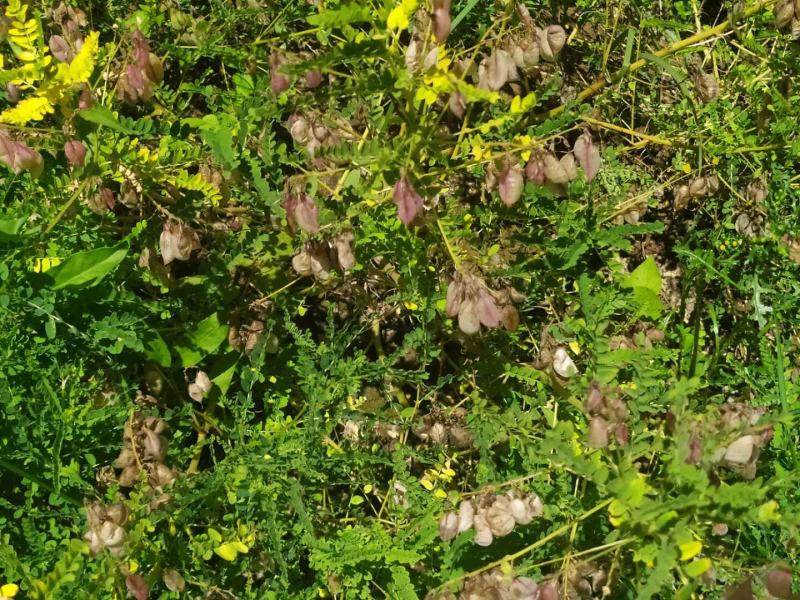 黄芪种籽下树了，绵黄芪种籽，发芽率高，带批发.