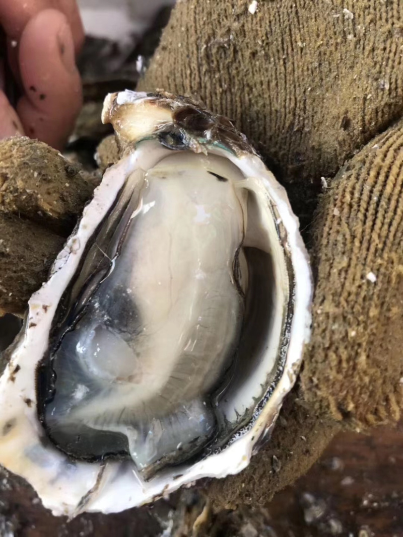 生蚝牡蛎福建蚝南澳蚝汫洲大蚝高压锅蚝烧烤蚝