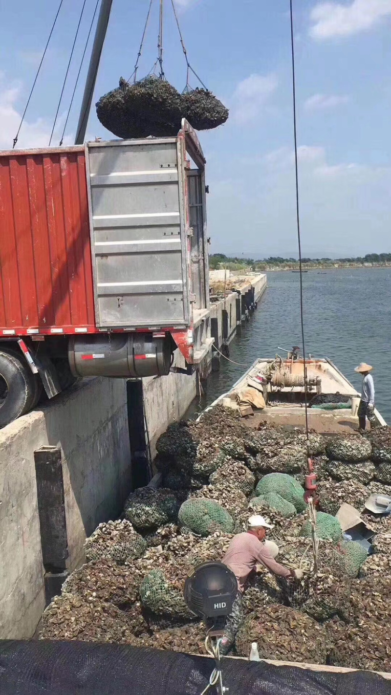 生蚝牡蛎福建蚝南澳蚝汫洲大蚝高压锅蚝烧烤蚝