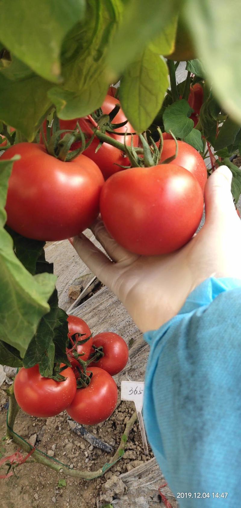 西红柿苗，优质精品硬粉、大红大西红柿苗。质量有保证