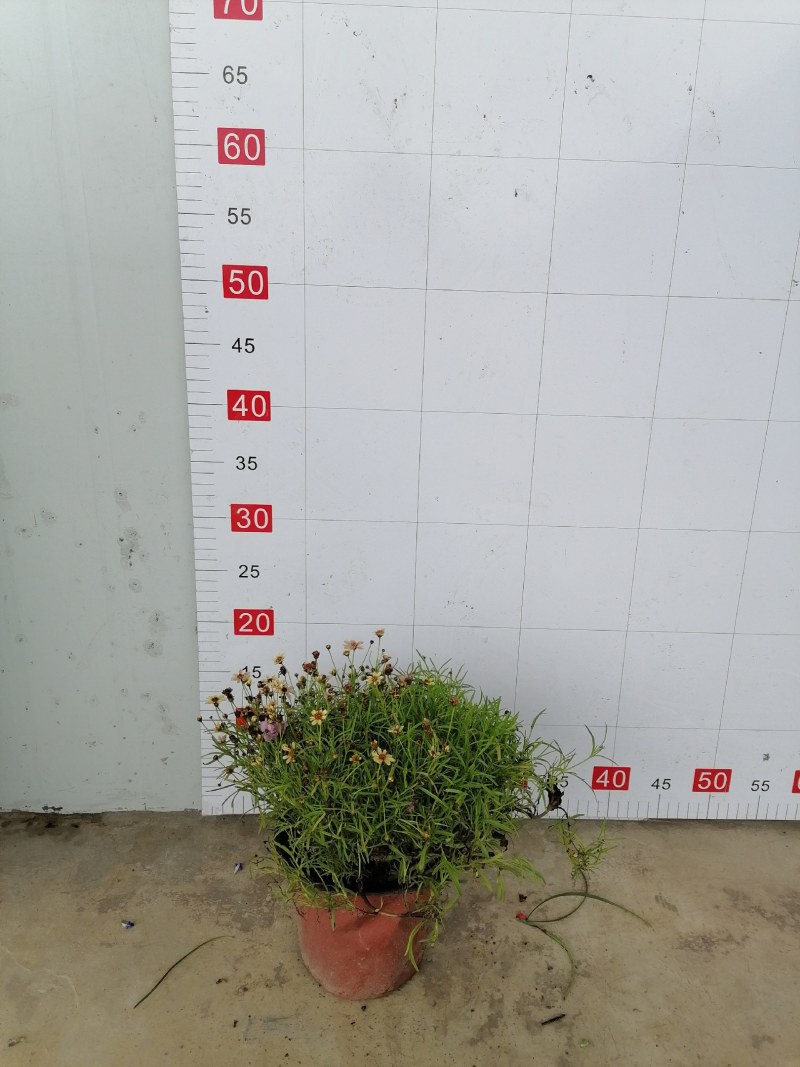 金鸡菊双色杯杯苗20-25公分，冠幅20-30公分