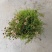 金鸡菊双色杯杯苗20-25公分，冠幅20-30公分