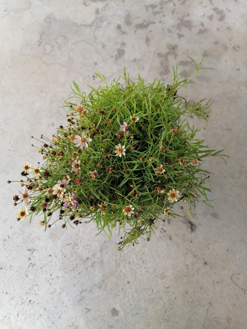 金鸡菊双色杯杯苗20-25公分，冠幅20-30公分