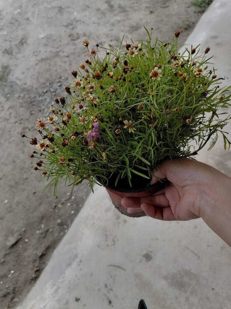 金鸡菊双色杯杯苗20-25公分，冠幅20-30公分
