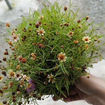 金鸡菊双色杯杯苗20-25公分，冠幅20-30公分