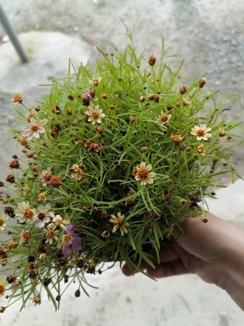 金鸡菊双色杯杯苗20-25公分，冠幅20-30公分