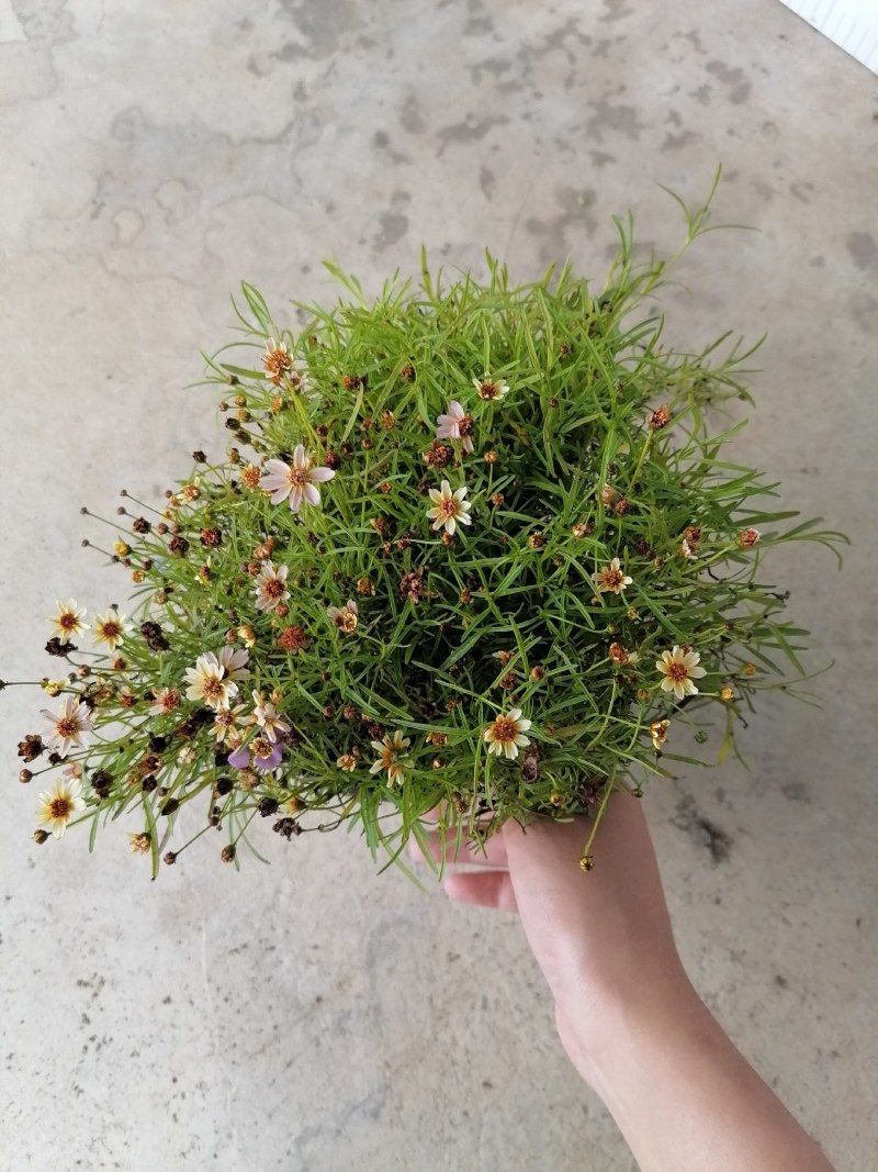 金鸡菊双色杯杯苗20-25公分，冠幅20-30公分