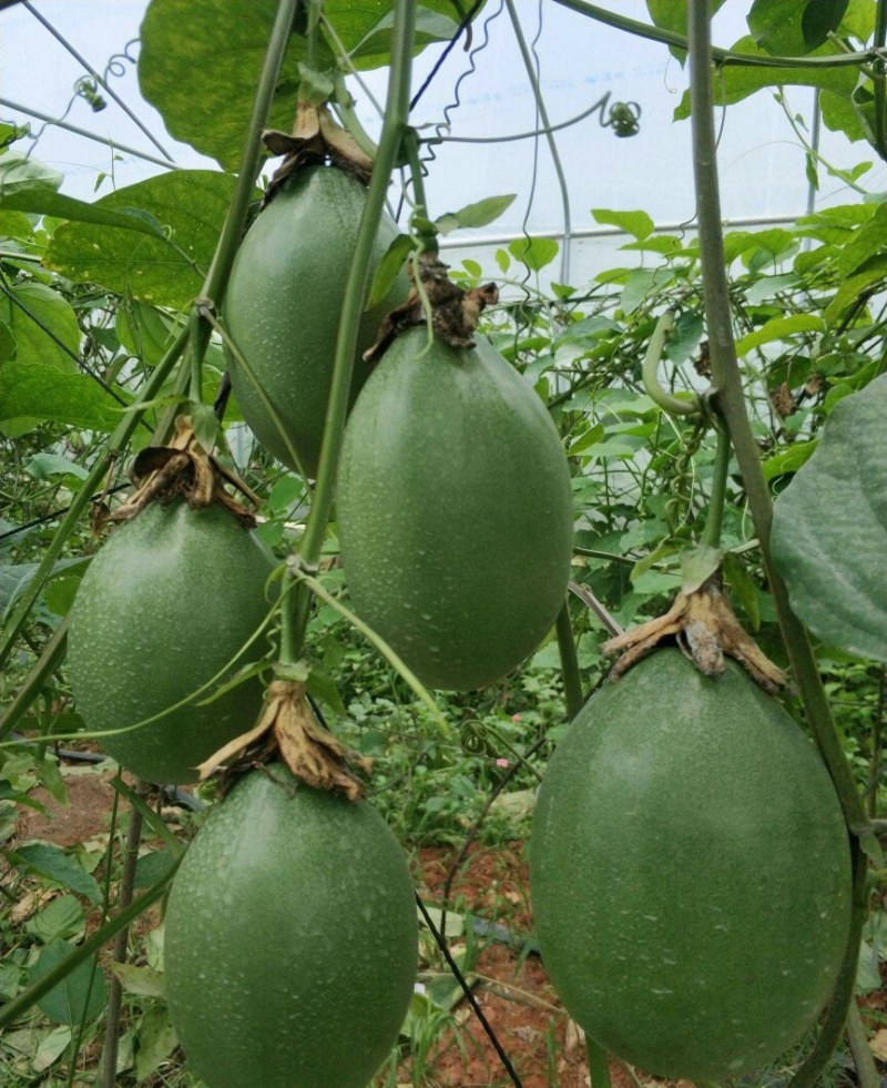 香蜜百香果苗木瓜百香果苗一手货源基地直发质量好价低