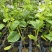 香蜜百香果苗木瓜百香果苗一手货源基地直发质量好价低