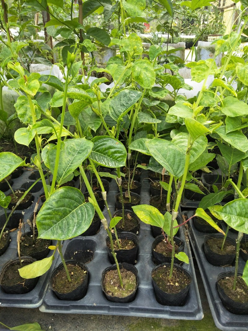 香蜜百香果苗木瓜百香果苗一手货源基地直发质量好价低