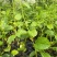香蜜百香果苗木瓜百香果苗一手货源基地直发质量好价低