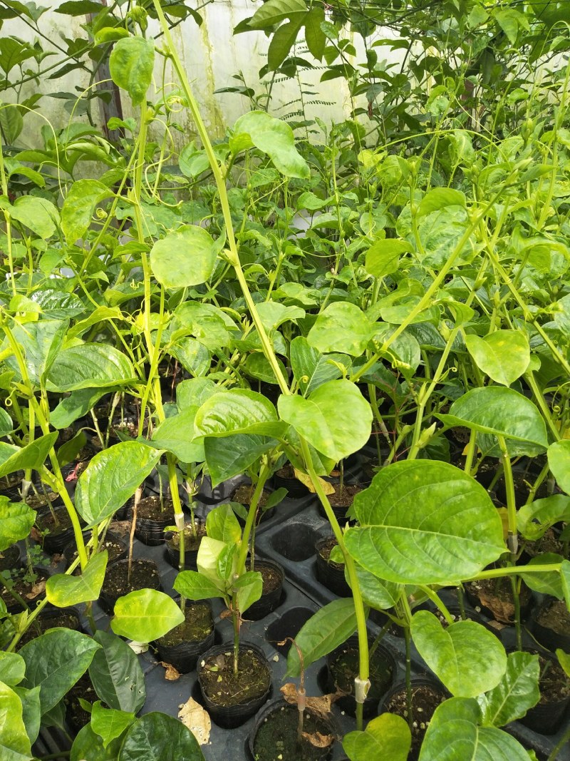 香蜜百香果苗木瓜百香果苗一手货源基地直发质量好价低