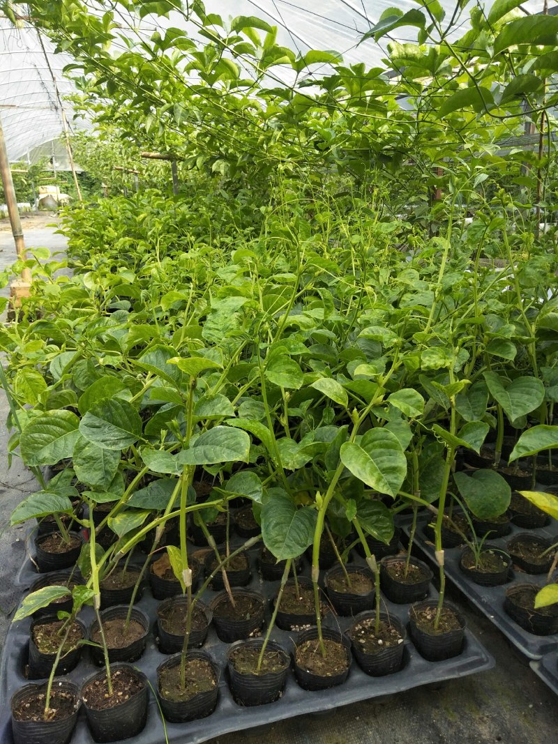 香蜜百香果苗木瓜百香果苗一手货源基地直发质量好价低
