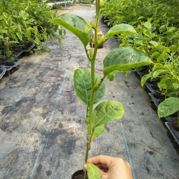 香蜜百香果苗木瓜百香果苗一手货源基地直发质量好价低