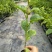 香蜜百香果苗木瓜百香果苗一手货源基地直发质量好价低