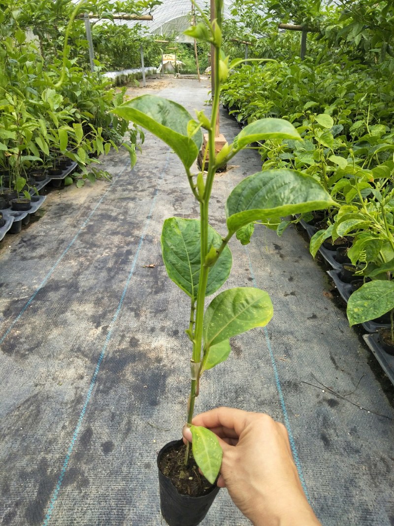 香蜜百香果苗木瓜百香果苗一手货源基地直发质量好价低