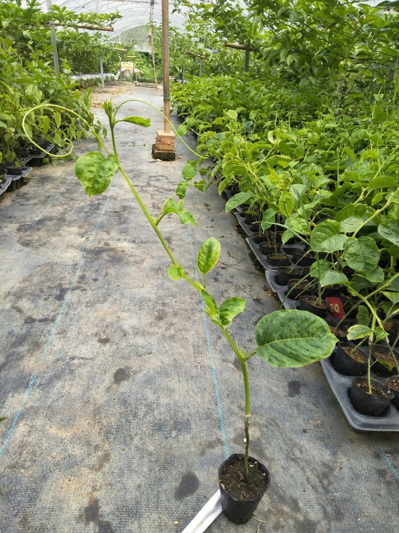 香蜜百香果苗木瓜百香果苗一手货源基地直发质量好价低
