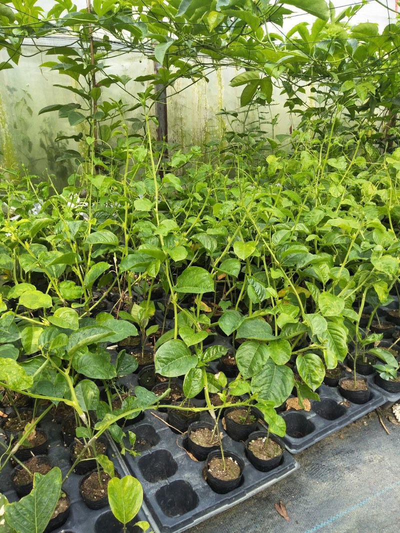 香蜜百香果苗木瓜百香果苗一手货源基地直发质量好价低