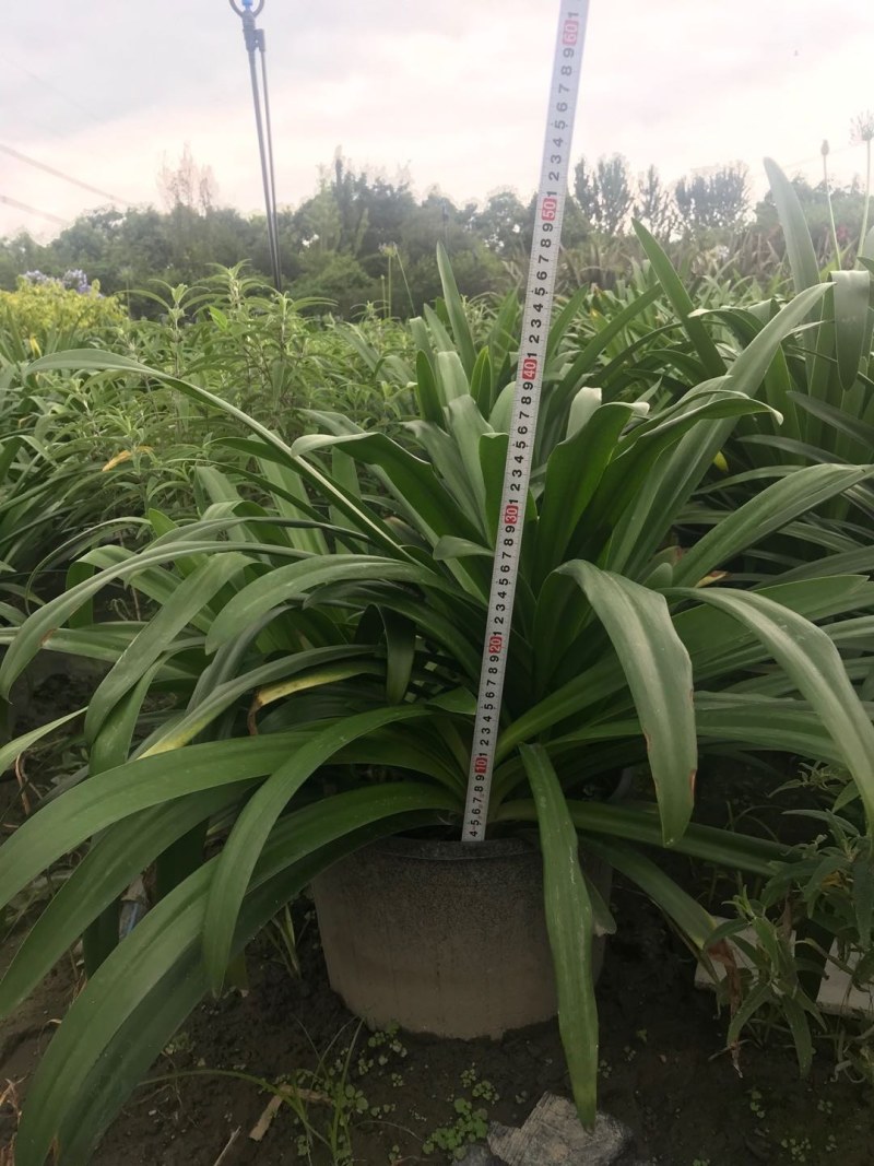 百子莲加伦杯杯杯苗40-45公分高，5加伦