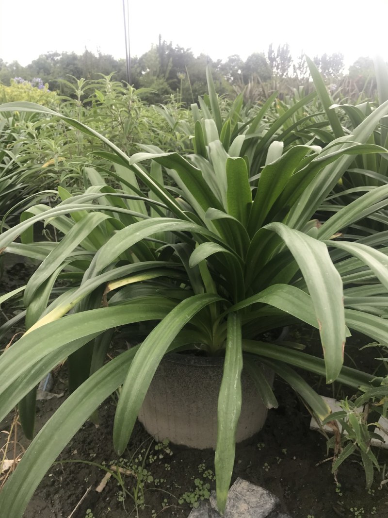 百子莲加伦杯杯杯苗40-45公分高，5加伦