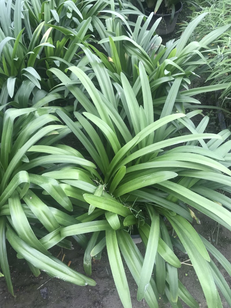 百子莲加伦杯杯杯苗40-45公分高，5加伦