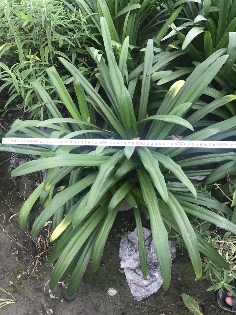 百子莲加伦杯杯杯苗40-45公分高，5加伦