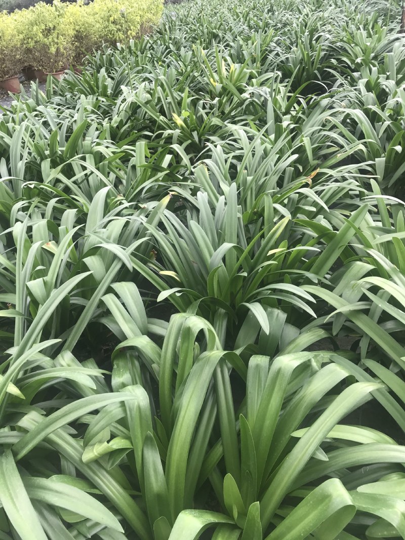 百子莲加伦杯杯杯苗40-45公分高，5加伦