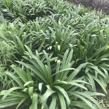 百子莲加伦杯杯杯苗40-45公分高，5加伦