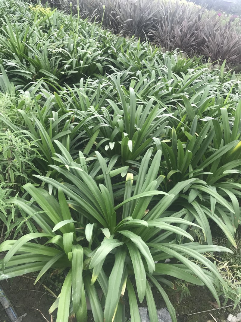 百子莲加伦杯杯杯苗40-45公分高，5加伦