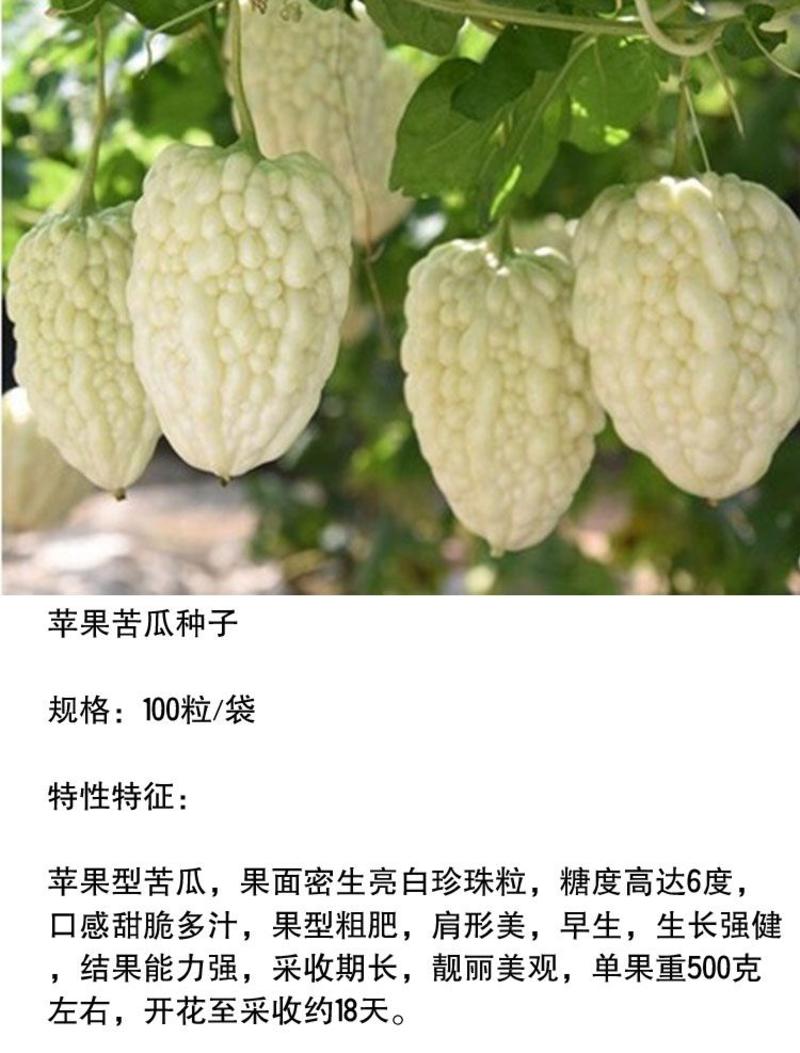 台湾苹果苦瓜优质高产精品供应