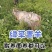青山羊价格青山羊母羊青山羊公羊青山羊羊羔全国发货