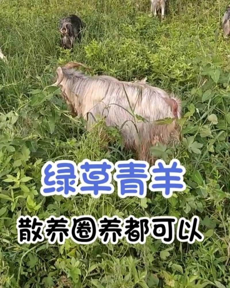 青山羊价格青山羊母羊青山羊公羊青山羊羊羔全国发货
